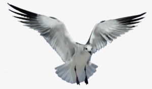 Download Png Image Report - Seagull Transparent #112127 Download Png Image Report - Seagull Transparent #112127