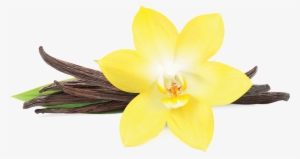 Vanilla Png Transparent Vanilla - Vanilla Png #112397