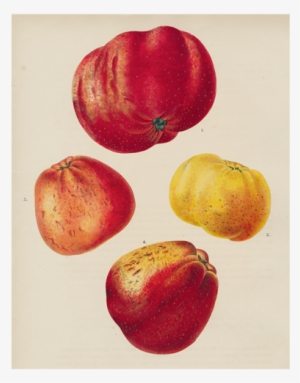 Apples - Apple #112540