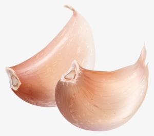 Vector Transparent Download Garlic Watercolor Painting - Garlic #112771