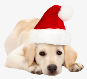 Dog With Santa Hat Png Clipart - Golden Retriever Red Bow #112890