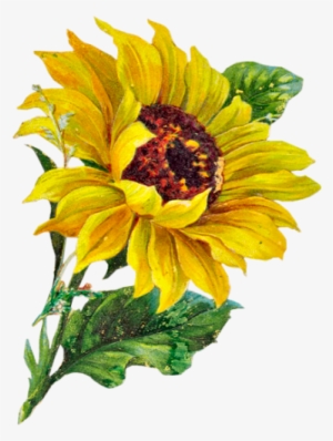 Febrero - Sunflower Clipart #112961