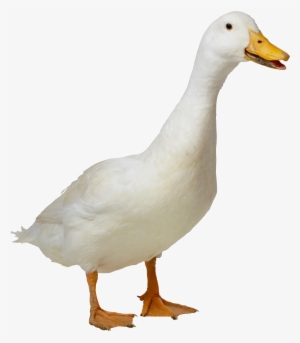 Duck Hd Png Transparent Duck Hd - Duck Png #112962