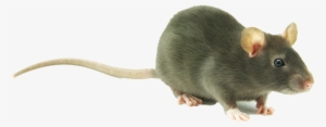 Cute Rat Transparent #113123