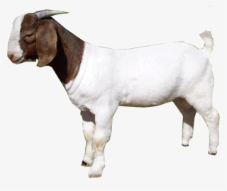 Download Amazing High-quality Latest Png Images Transparent - Goat Png #113292
