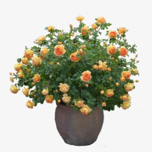 Rose Cutout Plant Png - Plant Flower Cutout Png #113502