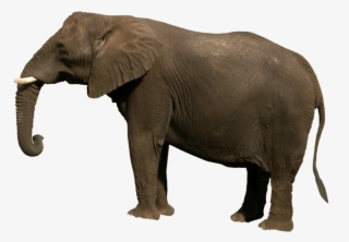 Free Png Elephant Png Images Transparent - Png Images Of Animals #113779