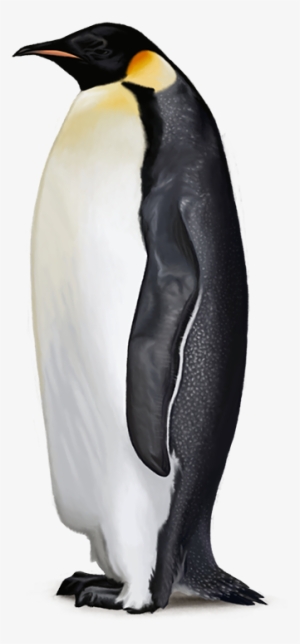 Emperor Penguin Png #114637