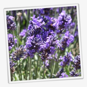 About Our Lavender - English Lavender #115088