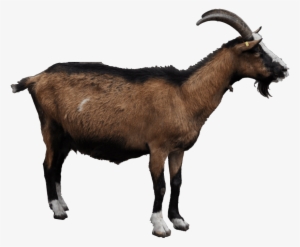 Free Png Goat Png Images Transparent - Goat Png #115254