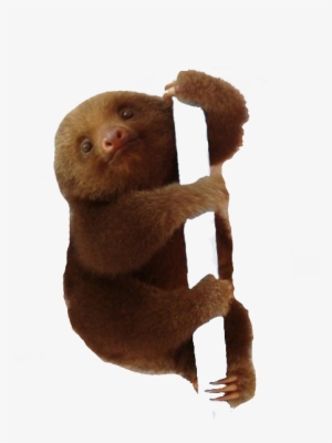 Sloth Png Transparent Images - Sloth #115433