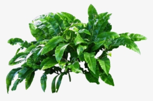 Plants Png Image - Plants Png #115570