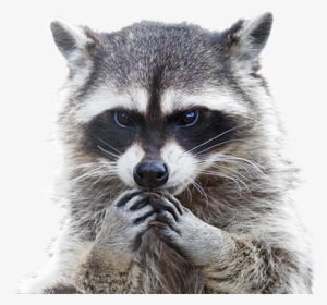 Raccoon Free Png Image - Raccoon With Hands On Its Face #115650