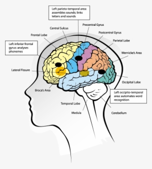 Source - Http - //www - Icanreadsystem - Com/wp Brain - Brain Process Of Reading #116013