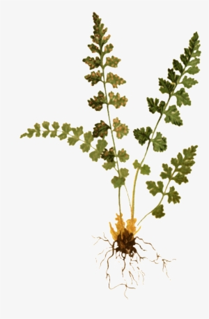 Transparent Decorative Material For Hand-painted Watercolor - Fern #116772