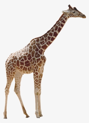 Transparent Background Giraffe Transparent #116914