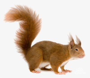 Squirrel Gif Png #117076