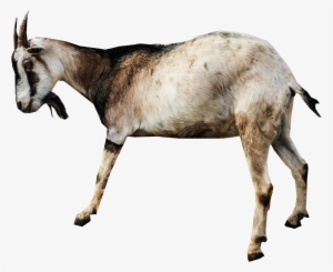 Goat Png #117152 Goat Png #117152