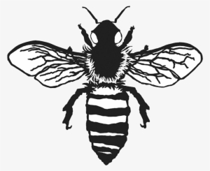 Vintage Bee Png - Honeybee #117455