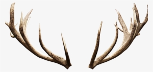 Deer Antlers Horns Png Image - Deer Horns Png #117616