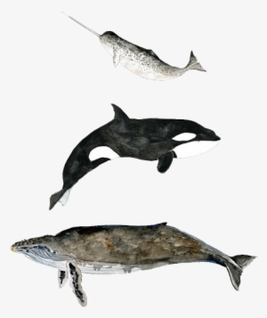 Transparent Whale Watercolor - Whale Transparent #118248