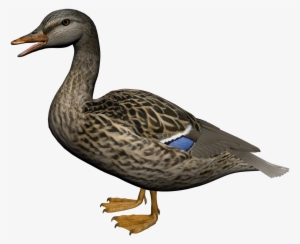 Download - Duck Png #118771