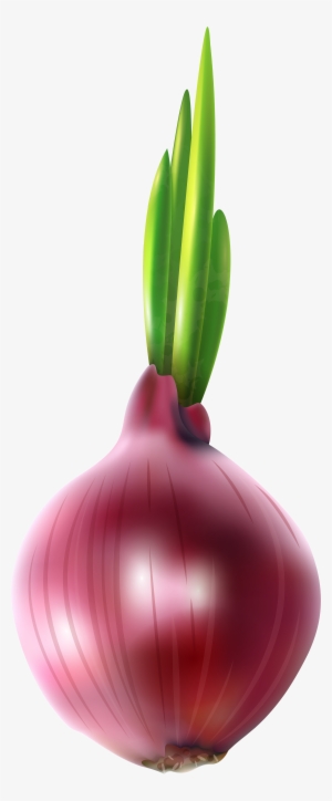 View Full Size - Onion Clipart #118915