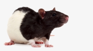Black And White Pet Rat #119164