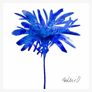 Botanical Blue Giclee Print - Chrysanths #119311
