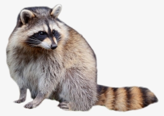 Best Raccoon Sitting Png - Raccoon Png #119472