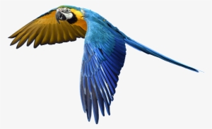 Colorful Parrot Png Pic - Parrot Flying In The Sky #119910