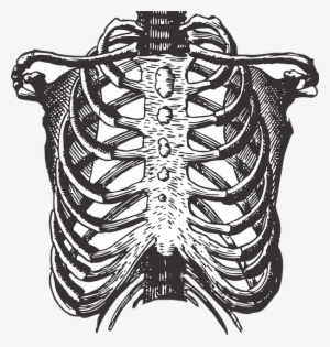 Rib Bones Png #1101172