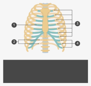 Test Yourself Image For The Rib Cage With Answers Hidden - Rib Cage #1101215