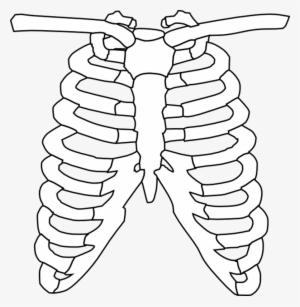 Index Of Body Ribspng - Rib Cage Black And White #1101316