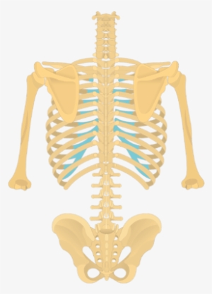 Posterior View Of The Vertebral Column And Rib Cage - Anatomy #1101561
