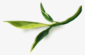 Red Tea Leaf Png #1101642