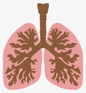 Lung Respiratory Tract Human Body Download Rib Cage - Lungs Clipart Png #1101722