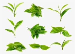 Clipart Leaves Green Tea Leaf - Matcha Leaf #1101826