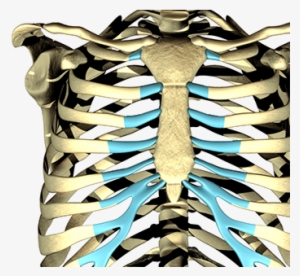 Rib Cage #1102089