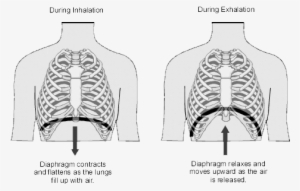 When We Inhale, The Diaphragm Descends Into The Stomach - Diaphragm When Breathing #1102143