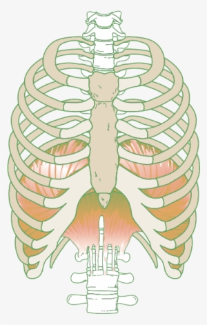 The Diaphragm Plays An Important Role In Breathing - Hanes #1102196