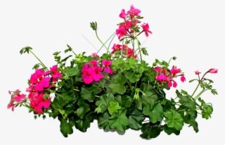 Plantas Png - Plantas Png Sin Fondo #1103672