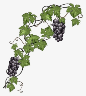 Hojas Y Plantas Png - Grapevine Png #1103702