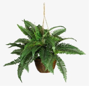 Boston Fern Silk Hanging Basket #1103705