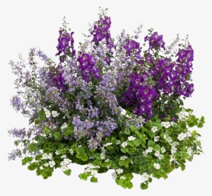 Angelonia #1103758