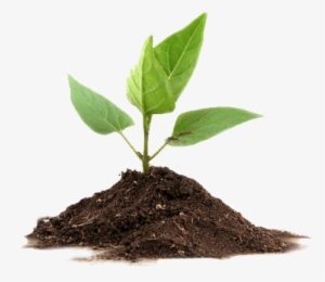 Plants That Undergo Photosynthesis #1103781