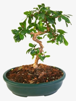 Bonsai Plantas Hermoso Png Hd - Flowerpot #1103964 Bonsai Plantas Hermoso Png Hd - Flowerpot #1103964