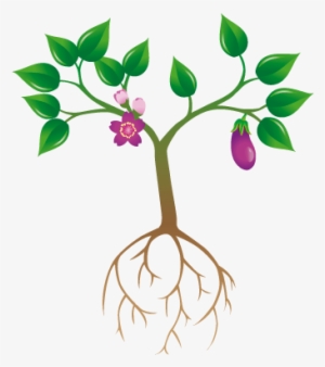 Planta - Gilliflower #1104067