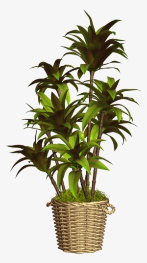 Floreros Y Tiestos Con Plantas - Maceta Con Flores Png #1104142