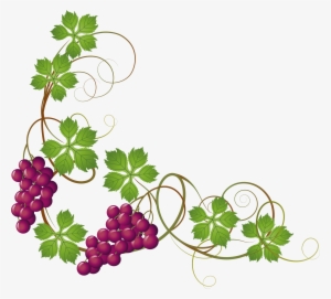 Grape Vine At Getdrawings Com Free For - Grape Vines Clipart #1104368